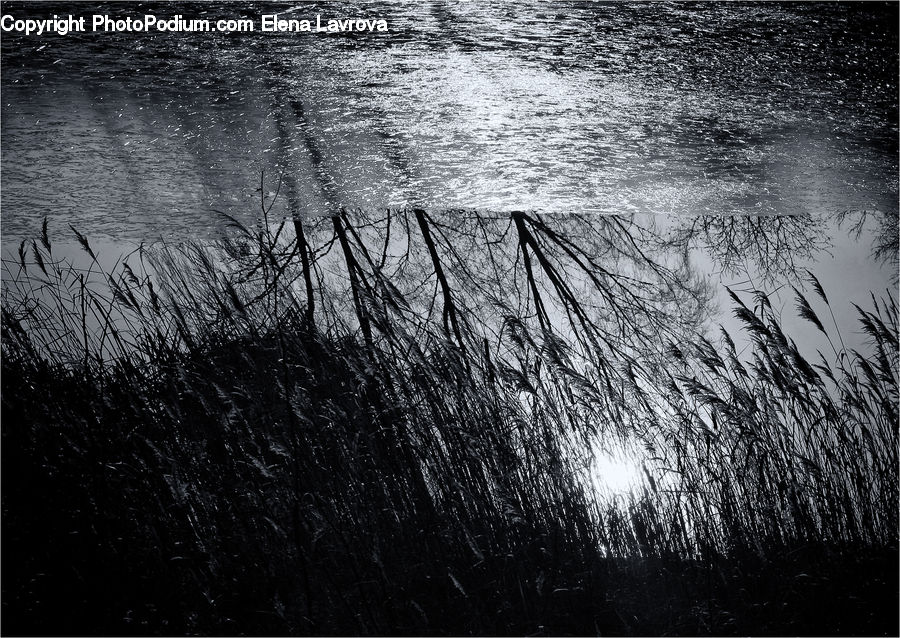 Grass, Plant, Reed, Outdoors, Ripple, Water