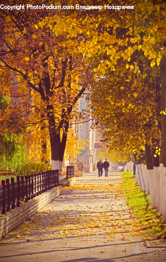 Park, Path, Road, Walkway, Boardwalk, Pavement, Sidewalk