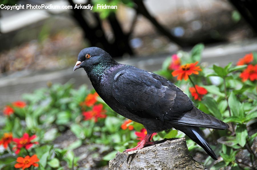 Plant, Potted Plant, Bird, Pigeon, Dove, Swallow, Blossom
