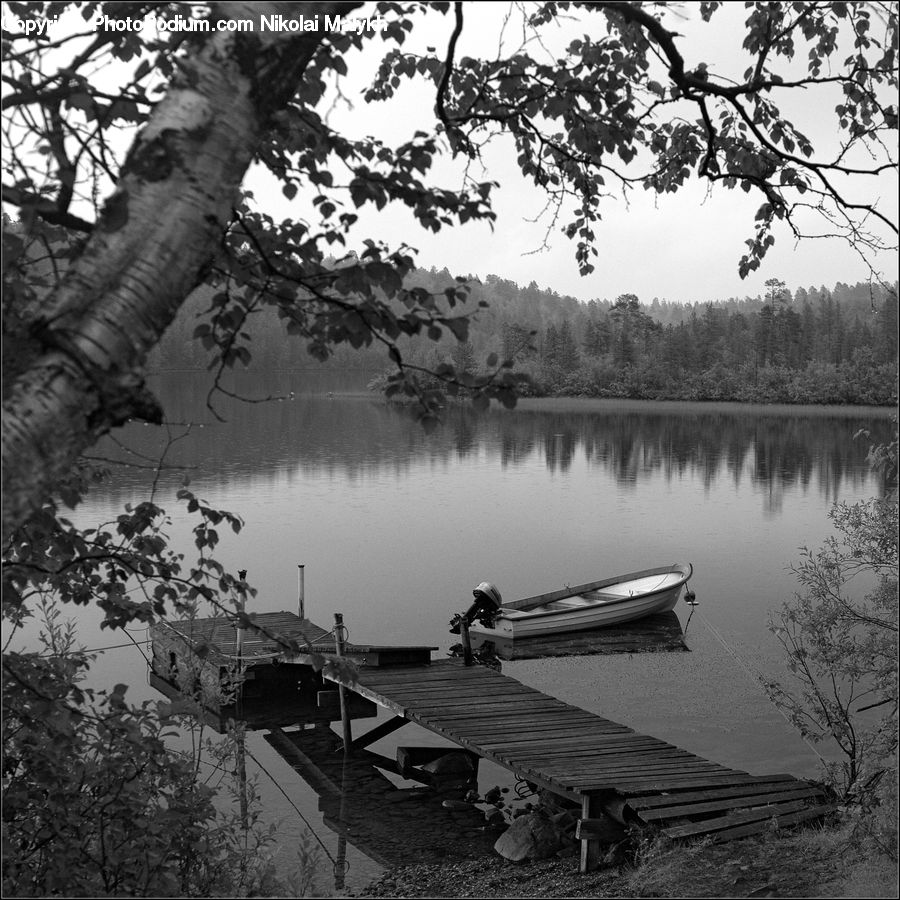 Dock, Landing, Pier, Plant, Tree, Birch, Wood