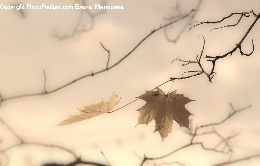 Paper, Maple, Maple Leaf, Plant, Art, Drawing, Leaf