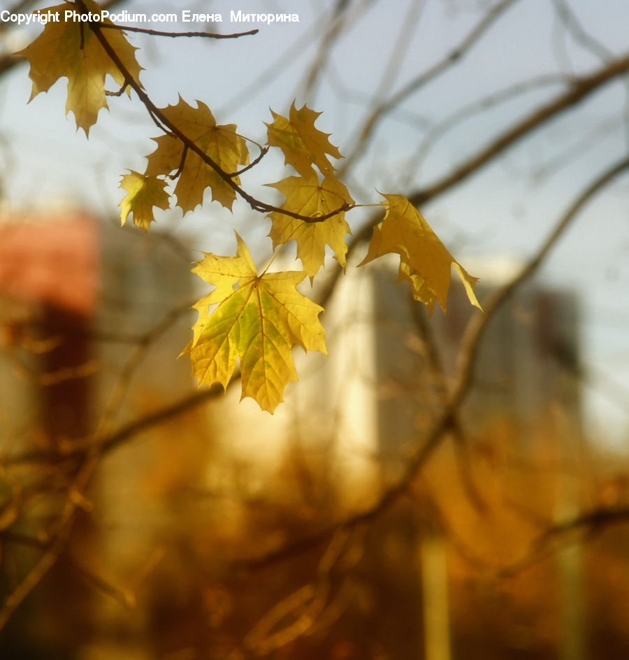 Maple, Maple Leaf, Plant, Tree, Wood, Oak, Blossom