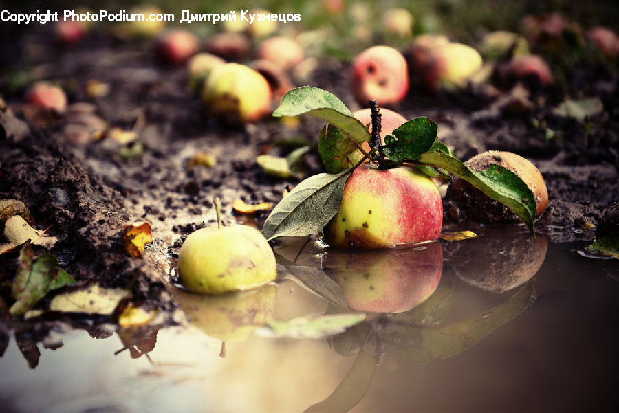 Apple, Fruit, Quince, Plant, Ant, Insect, Invertebrate