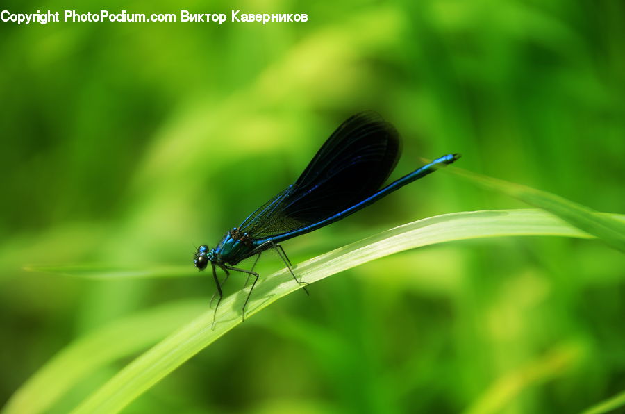 Anisoptera, Dragonfly, Insect, Invertebrate, Mosquito