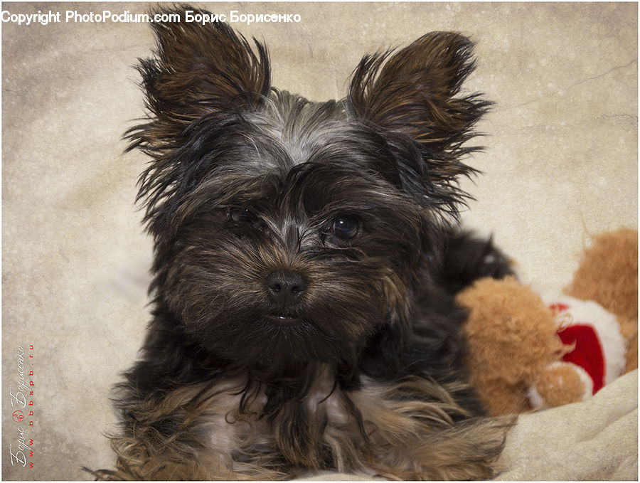 Affenpinscher, Animal, Canine, Dog, Mammal, Pet, Terrier