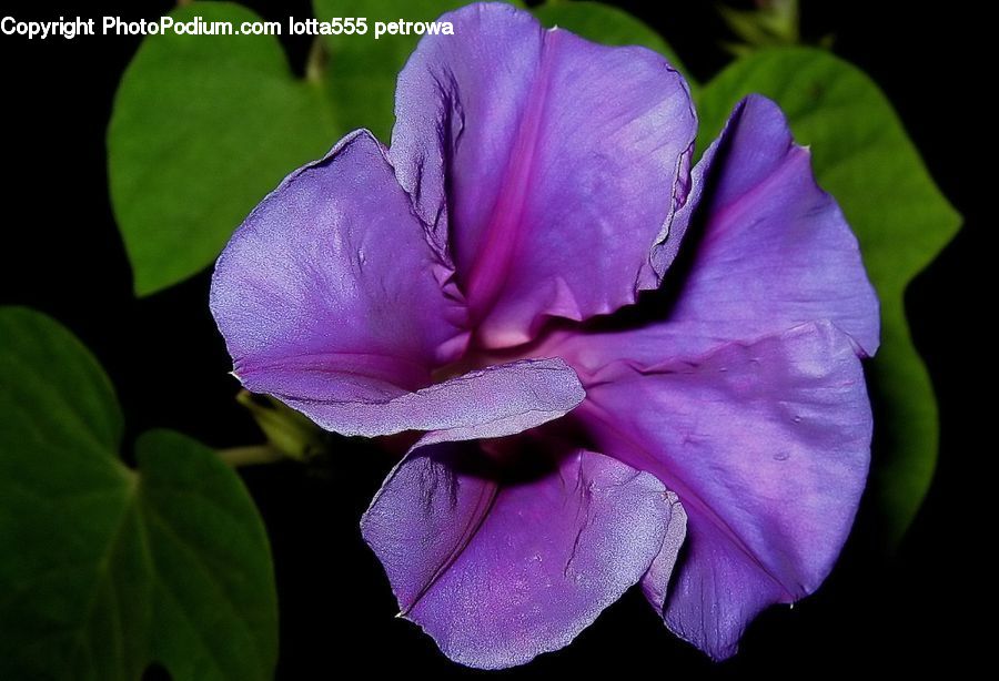 People, Person, Human, Blossom, Flora, Flower, Geranium