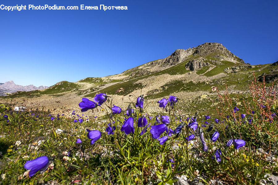 Blossom, Crocus, Flora, Flower, Plant, Iris, Lupin