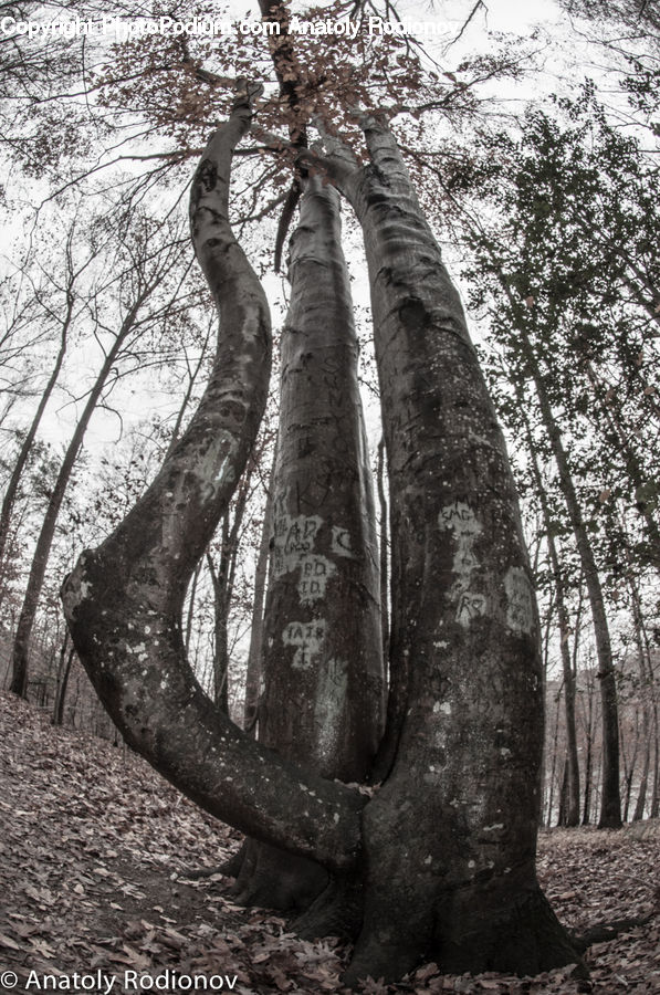 Plant, Tree, Forest, Grove, Land, Vegetation, Jungle