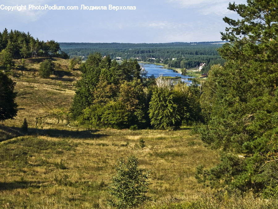 Field, Grass, Grassland, Land, Outdoors, Conifer, Fir