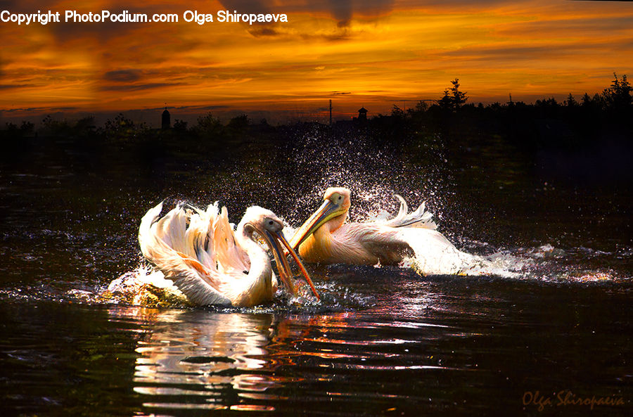 Bird, Pelican, Fountain, Water, Beak, Leisure Activities