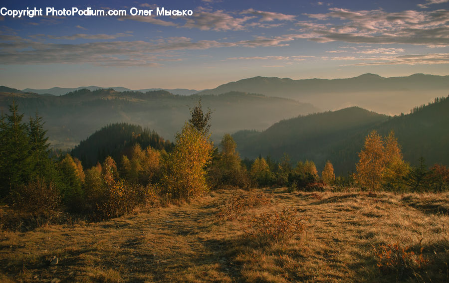 Field, Grass, Grassland, Land, Outdoors, Conifer, Fir