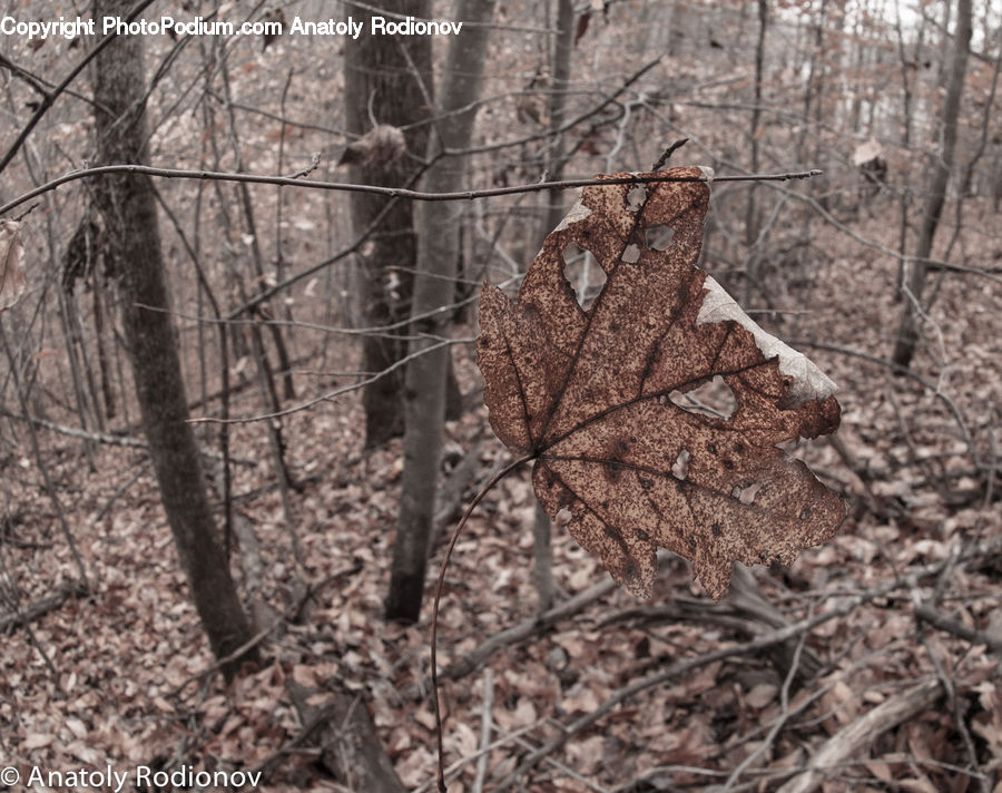 Forest, Vegetation, Grove, Land, Rubble, Birch, Tree