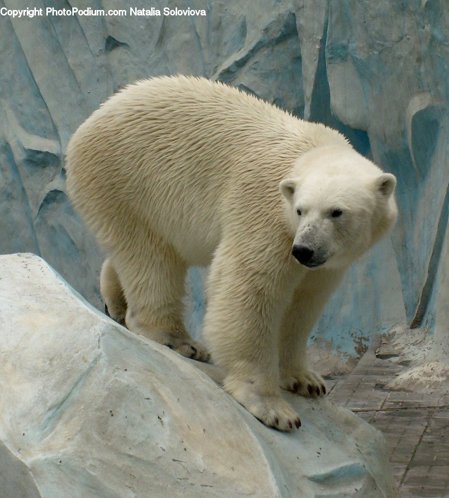 Animal, Bear, Mammal