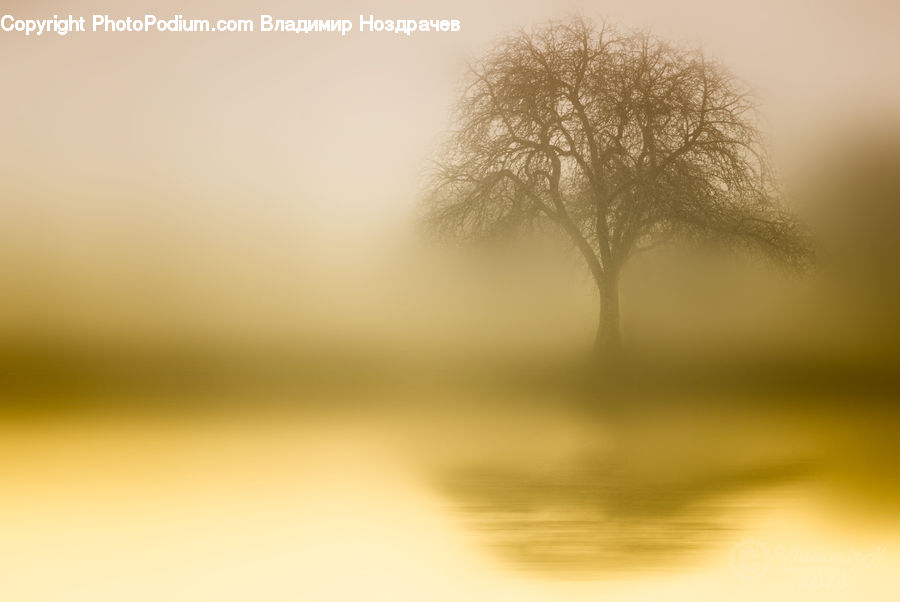 Fog, Dawn, Dusk, Sky, Sunrise, Sunset, Mist