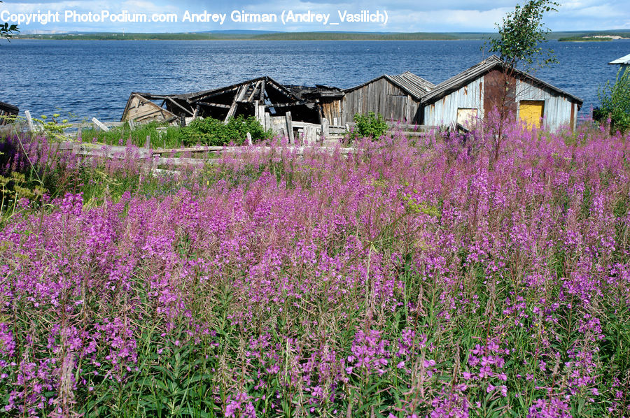 Cabin, Hut, Rural, Shack, Shelter, Building, Cottage