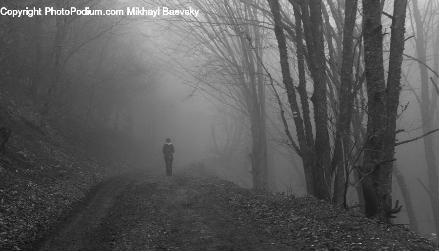 Forest, Vegetation, Plant, Tree, Path, Trail, Grove