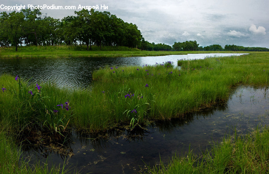 Outdoors, Pond, Water, Field, Grass, Grassland, Plant