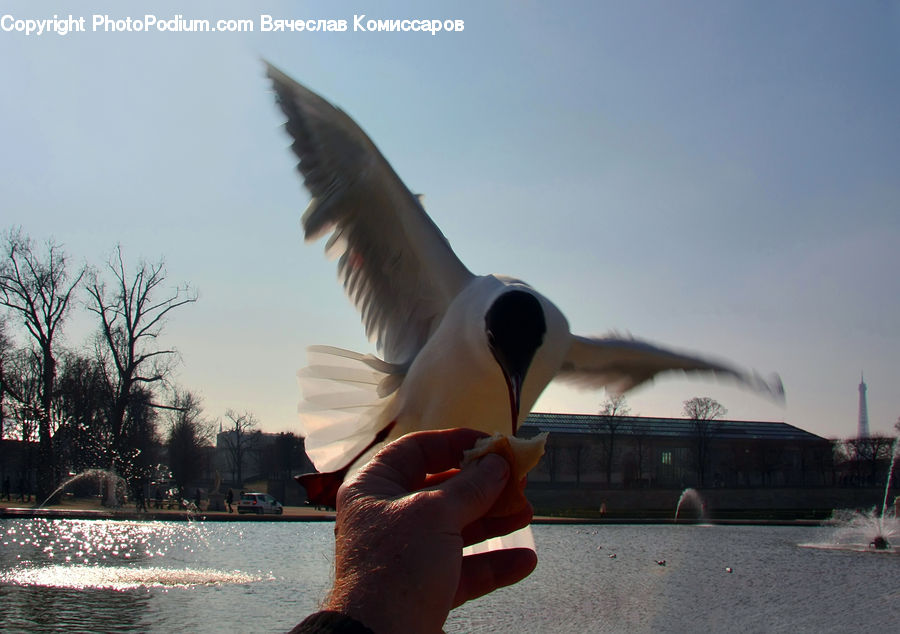 Smoke, Bird, Seagull, Booby, Fountain, Water, Heel
