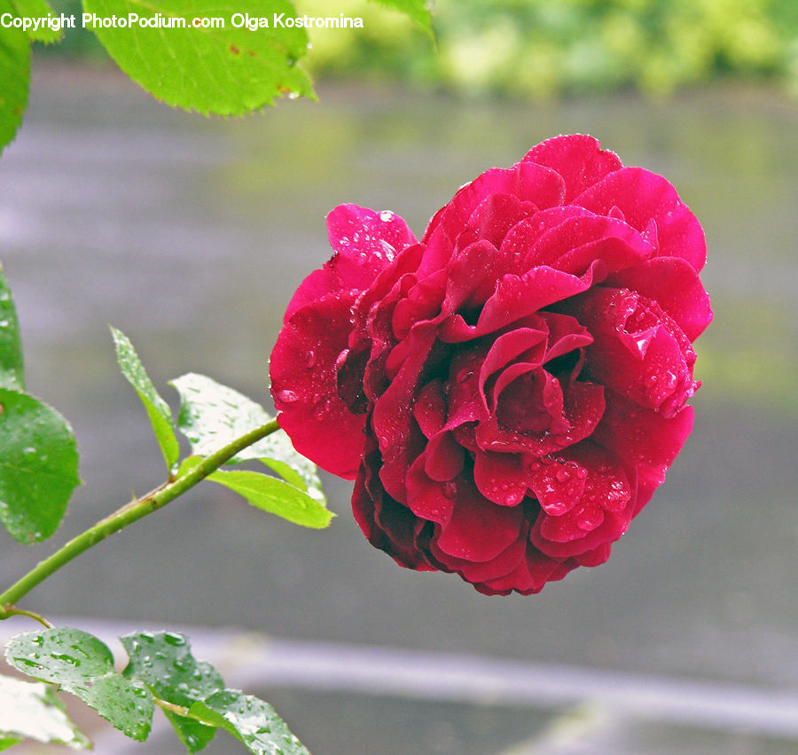 Blossom, Flora, Flower, Geranium, Plant, Rose, Carnation