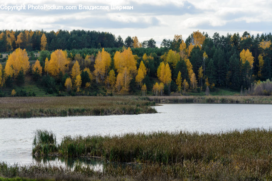 Conifer, Larch, Tree, Wood, Fir, Plant, Forest