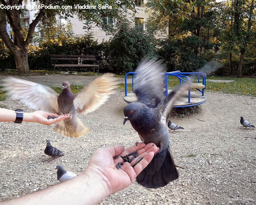 People, Person, Bird, Pigeon, Human, Plant, Tree
