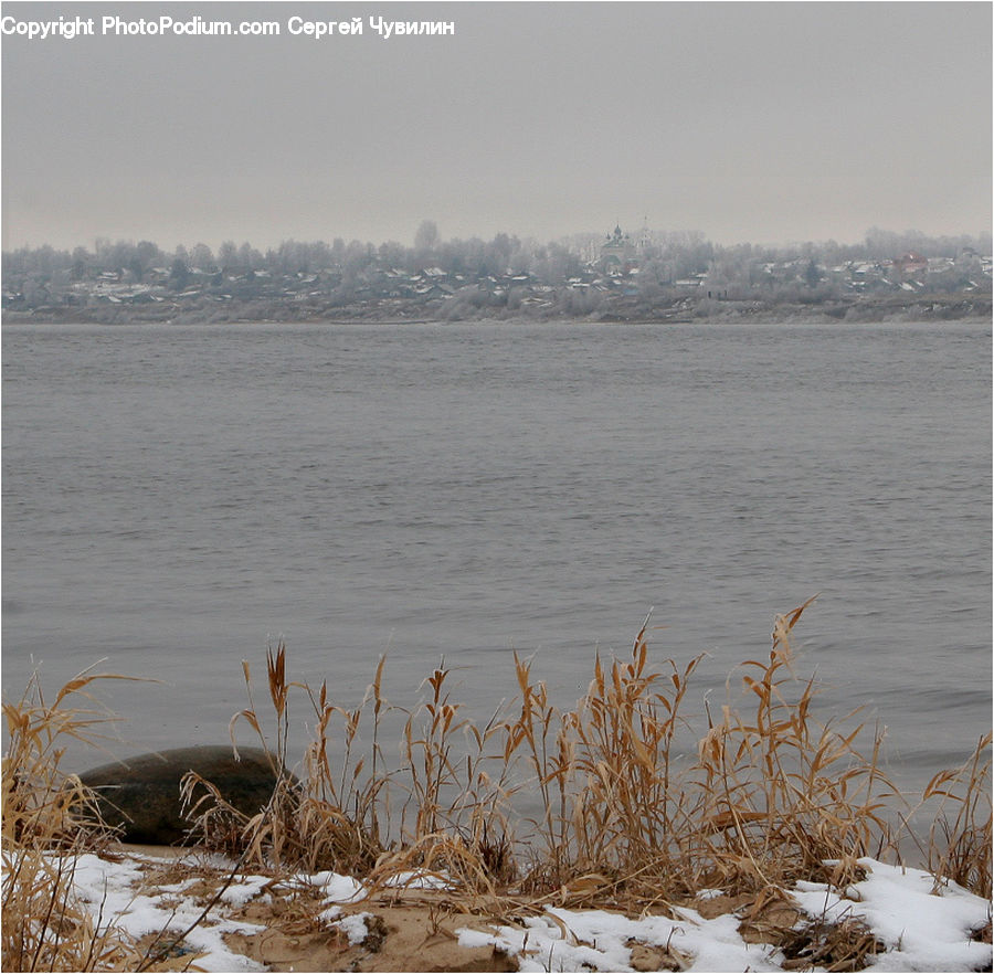 Land, Marsh, Outdoors, Swamp, Water, Grass, Plant
