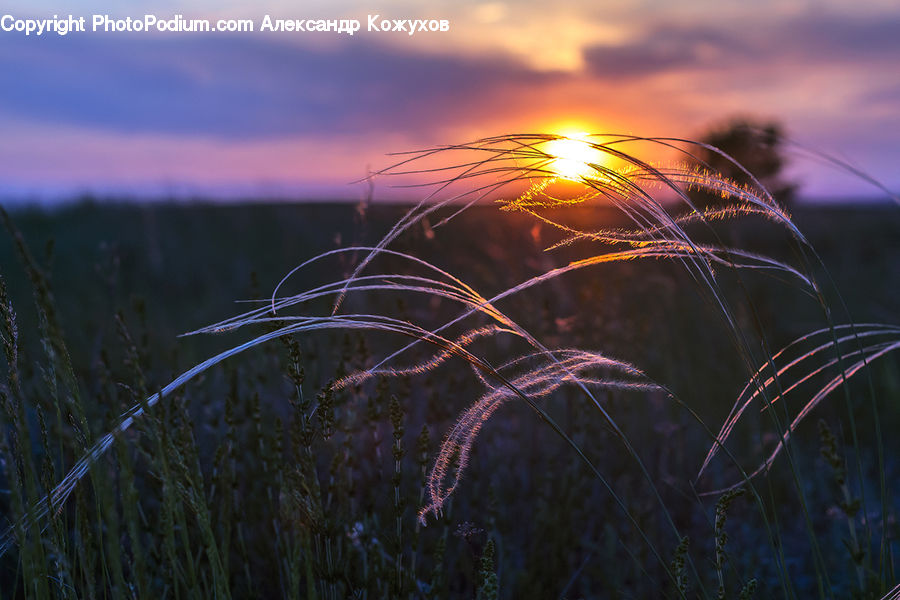 Field, Grass, Grassland, Plant, Eruption, Volcano, Flare