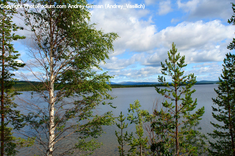 Conifer, Fir, Plant, Tree, Landscape, Nature, Scenery