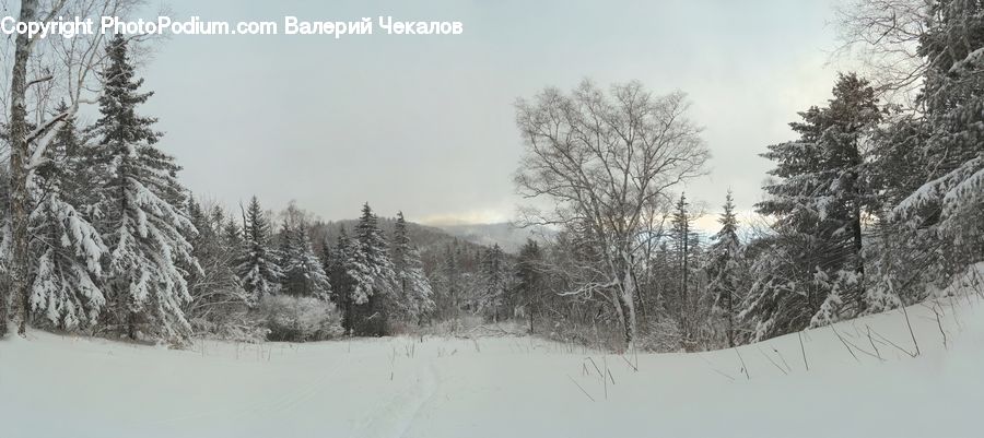 Ice, Outdoors, Snow, Forest, Vegetation, Conifer, Fir