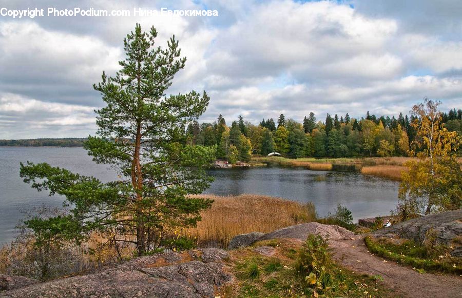 Conifer, Fir, Plant, Tree, Outdoors, Pond, Water