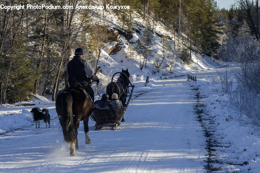 Human, People, Person, Animal, Equestrian, Horse, Ice