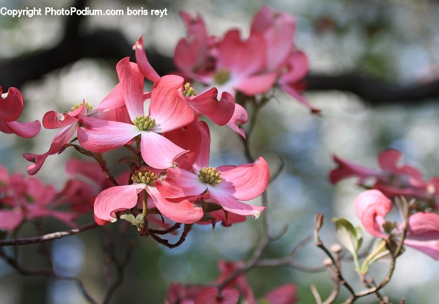 Bud, Plant, Blossom, Flora, Flower, Cherry Blossom, Geranium