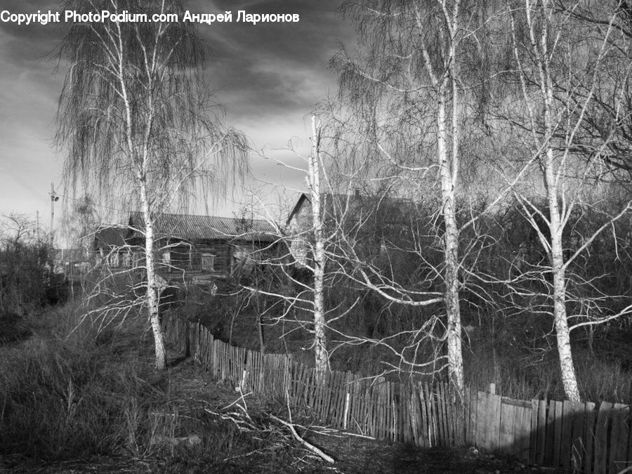 Birch, Tree, Wood, Grass, Plant, Reed, Forest