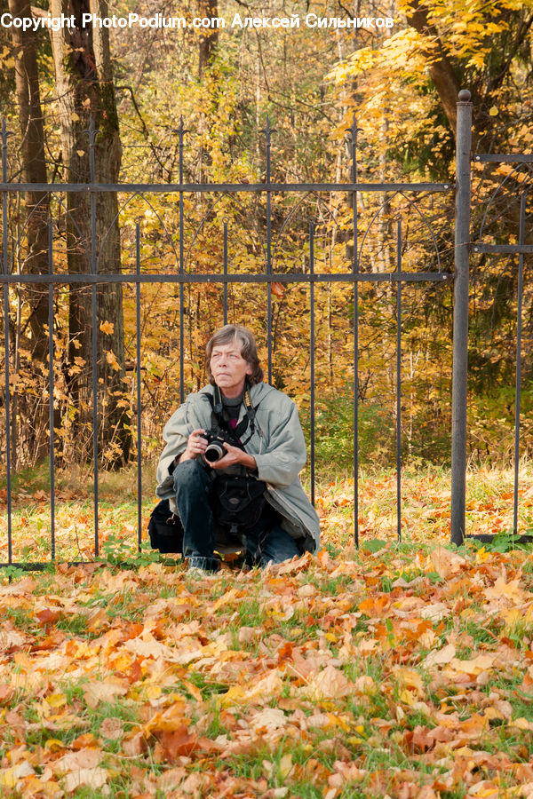 People, Person, Human, Photographer, Birch, Tree, Wood