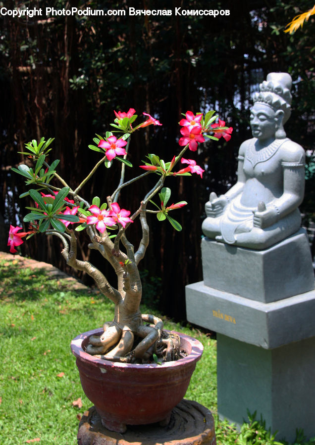 Bonsai, Plant, Potted Plant, Tree, People, Person, Human
