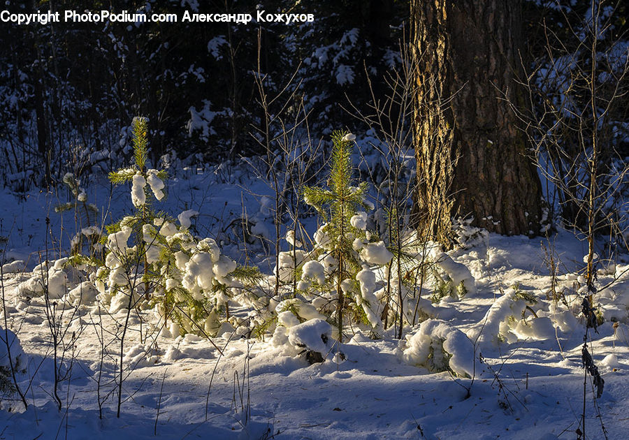 Ice, Outdoors, Snow, Bird, Grouse, Ptarmigan, Arctic