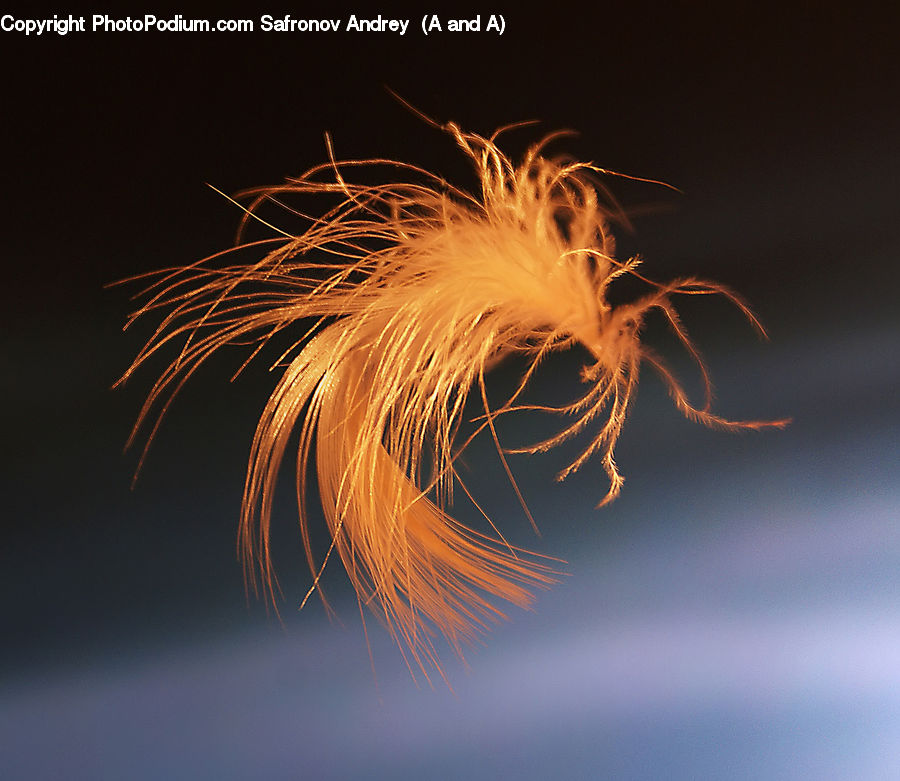 Invertebrate, Sea Anemone, Sea Life, Fireworks, Night, Field, Grass