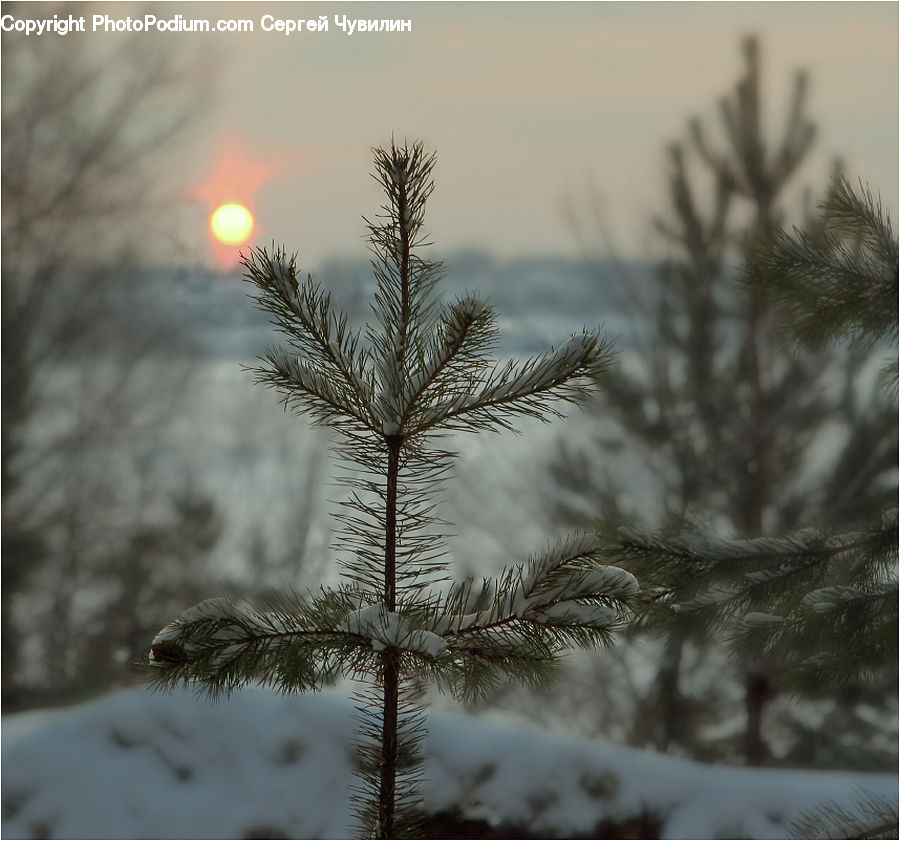 Conifer, Fir, Plant, Tree, Grass, Reed, Arecaceae
