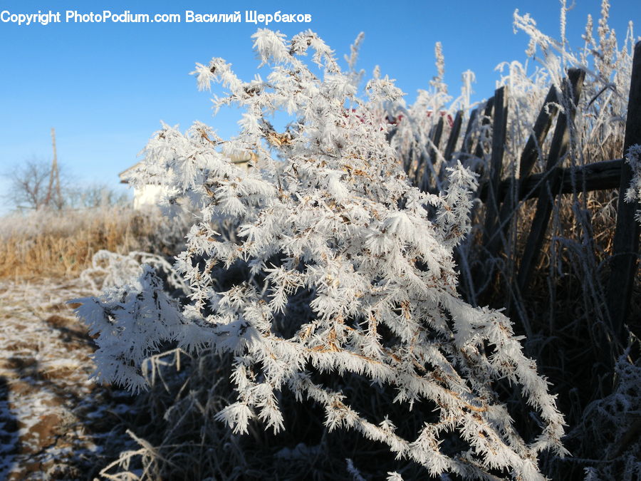 Frost, Ice, Outdoors, Snow, Conifer, Fir, Plant