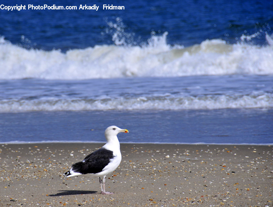 Bird, Seagull, Beach, Coast, Outdoors, Sea, Water