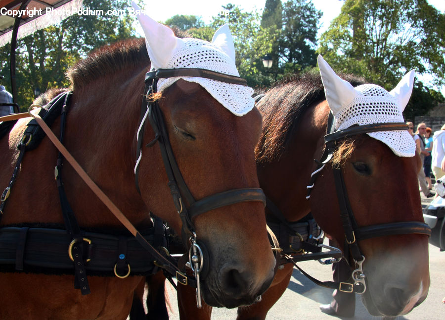 Animal, Equestrian, Horse, Person, Carriage, Horse Cart, Vehicle
