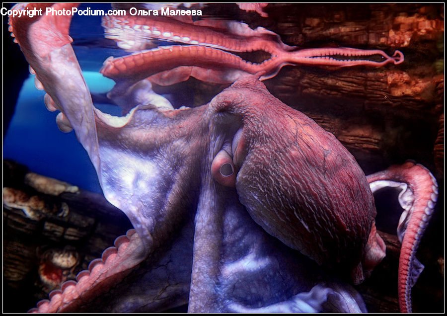 People, Person, Human, Invertebrate, Octopus, Sea Life, Starfish