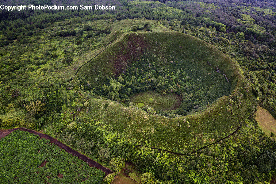 Aerial View, Bush, Plant, Vegetation, Forest, Blossom, Flora