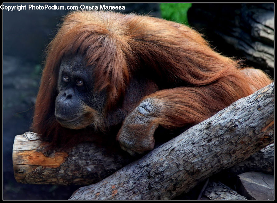 Animal, Mammal, Monkey, Orangutan, Person, Portrait, Selfie