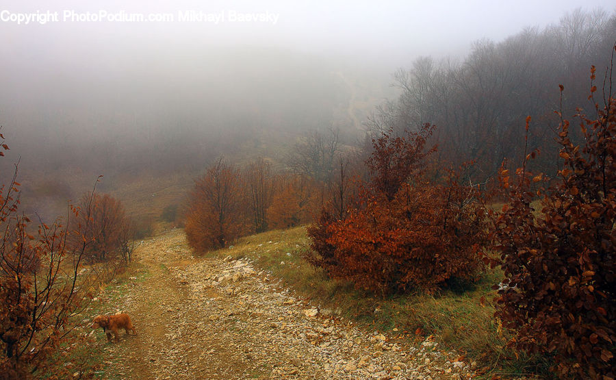 Dirt Road, Gravel, Road, Fog, Field, Grass, Grassland