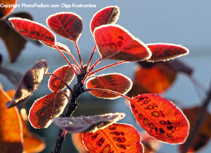 Blossom, Flora, Flower, Geranium, Plant, Poppy, Frost