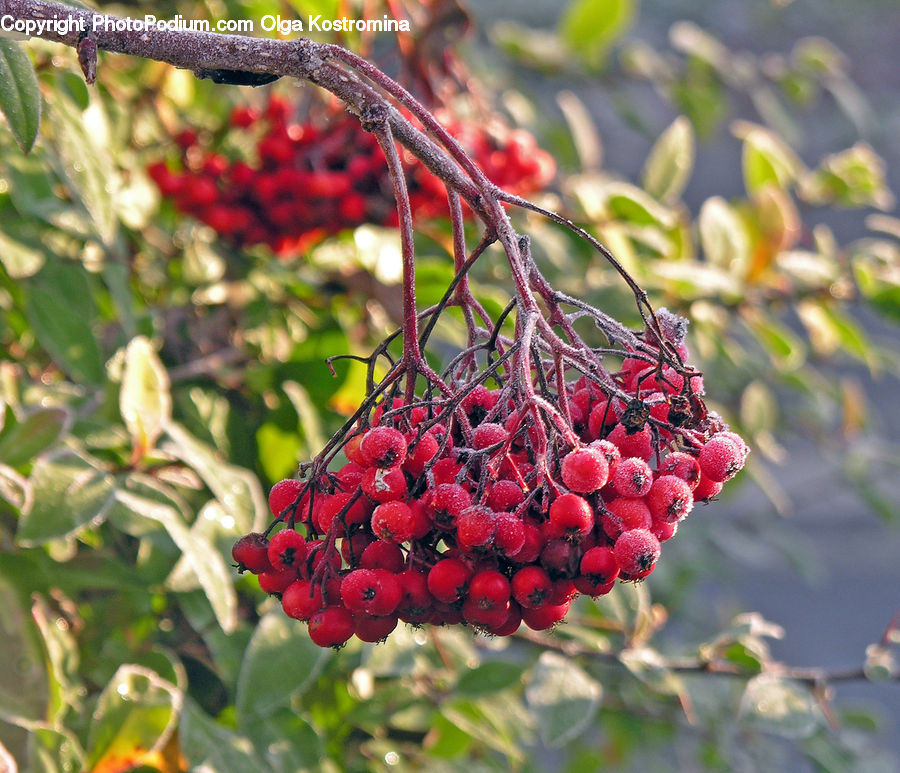Fruit, Grapes, Plant, Bush, Vegetation, Cherry, Blossom