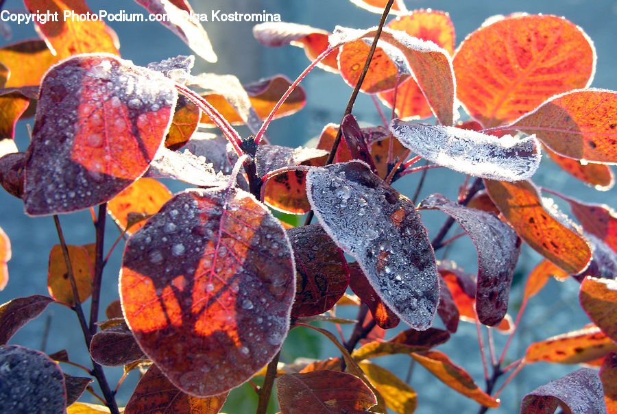 Frost, Ice, Outdoors, Snow, Art, Modern Art, Fruit