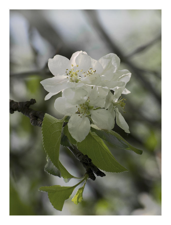 Blossom, Flora, Flower, Plant, Potted Plant, Cherry Blossom, Lilac