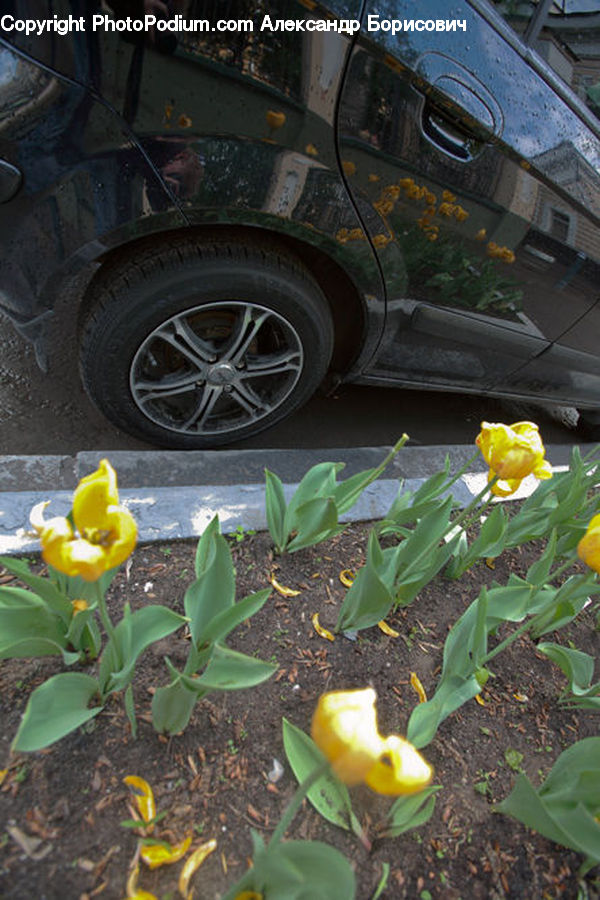 Tire, Blossom, Daffodil, Flora, Flower, Plant, Lily
